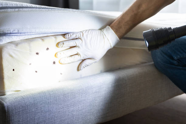 Best Local Pest Control Services  in Whitehorn Cove, OK