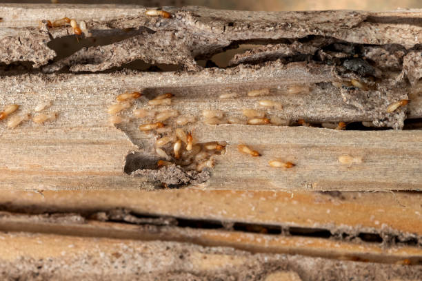 Best Wasp Removal Services  in Whitehorn Cove, OK