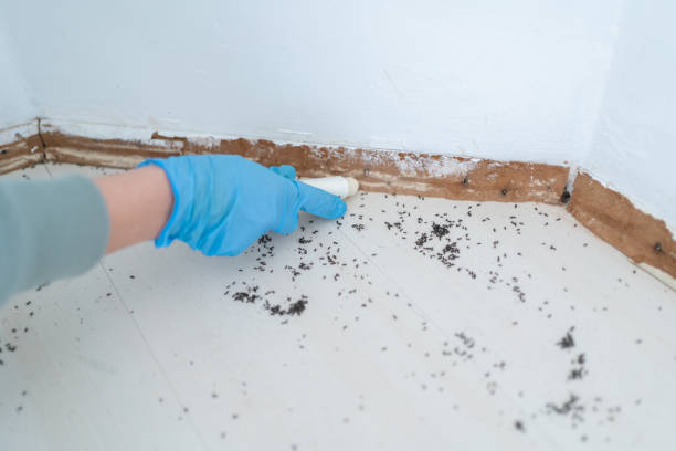 Best Ant Control Services  in Whitehorn Cove, OK